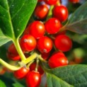 Ilex 'Nellie R. Stevens' - Foto 1