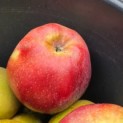 Malus domestica 'Gloster' - Foto 1