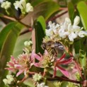 Heptacodium miconioides - impressie bloei