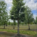 Tilia platyphyllos - Foto 1