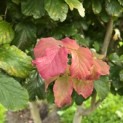 Parrotia persica - Foto 2