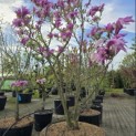 Magnolia 'Susan' - 2