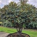 Rhododendron yakushimanum - 1