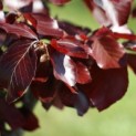 Fagus sylvatica 'Riversii' impressie fris jong blad in mei