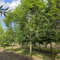 Carpinus betulus 'Frans Fontaine'   (Fastigiata) - 4