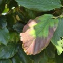 Parrotia persica 'Vanessa' - 9
