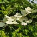 Cornus kousa - 1