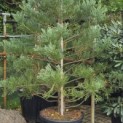 Sequoiadendron Giganteum Healthy Mammoth One - Foto 1