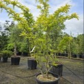 Gleditsia triacanthos ‘Sunburst' - Foto 5