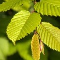 Carpinus Betulus - Afbeelding 1