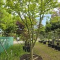 Acer palmatum - 1