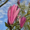 Magnolia 'Susan' - 5