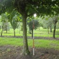 Platanus hispanica - september 2026
