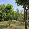 Platanus x Hispanica - mei 2026