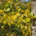 Ginkgo biloba - Foto 2