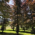 Fagus sylvatica 'Atropunicea' - Foto 2