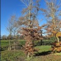 Fagus sylvatica - 4