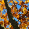Fagus sylvatica - 3