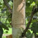 Betula utilis 'Jacquemontii' (Doorenbos) - 5