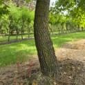 Liquidambar styraciflua - 3