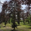 Fagus sylvatica 'Atropunicea' - 1