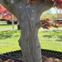 Acer palmatum 'Dissectum' - Foto 3