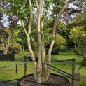 Heptacodium miconioides - Foto 5