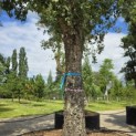 Quercus suber - 3