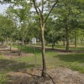 Gleditsia triachantos 'Sunburst' - Foto 3