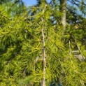 Cedrus deodara 'Aurea' - 1