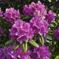 Rhododendron Roseum Elegans - 1