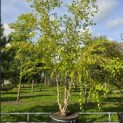 Betula nigra - Foto 1