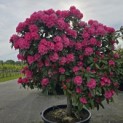 Rhododendron yakushimanum 'Fantastica' - 1
