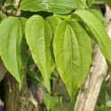 Heptacodium miconioides - Foto 7