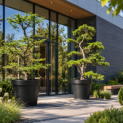 Larix kaempferi  visualisatie toepassing