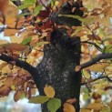Fagus sylvatica 'Atropunicea' - 2