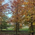 Fagus sylvatica 'Atropunicea' - 3