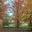Fagus sylvatica 'Atropunicea' - 1