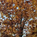 Fagus sylvatica 'Atropunicea' - 4