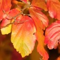 Parrotia persica 'Vanessa' - perzisch ijzerhout herfst