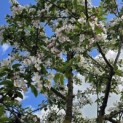 Malus 'Red Sentinel' - 2