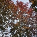 Fagus sylvatica 'Atropunicea' - 5