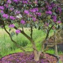 Rhododendron 'Lee's Dark Purple' - Foto 5