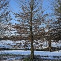 Carpinus betulus - 4