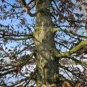 Carpinus betulus - 3