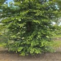 Fagus sylvatica - 1
