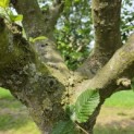 Carpinus betulus - 6