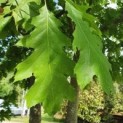 quercus rubra