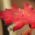 quercus rubra