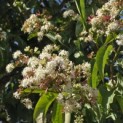 Heptacodium miconioides - 2